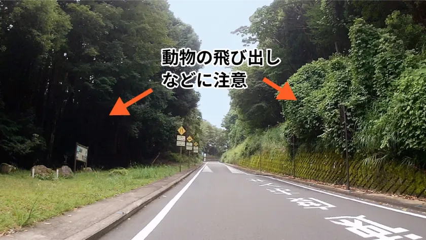 直線道路、動物の飛び出しに注意